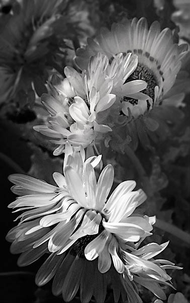 20051113_berkeley_botanicalcrw_5350