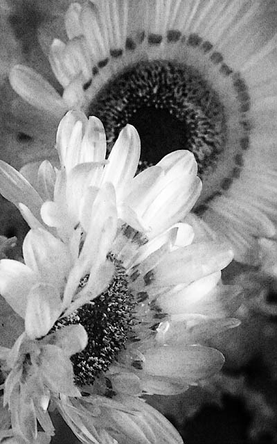 20051113_berkeley_botanicalcrw_535201