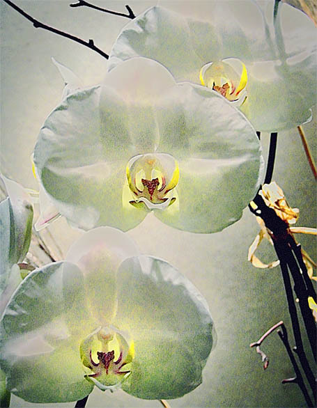 20051118_oakland_img_0598