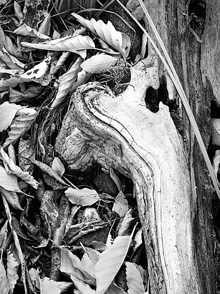 20051124_sunolcrw_5401