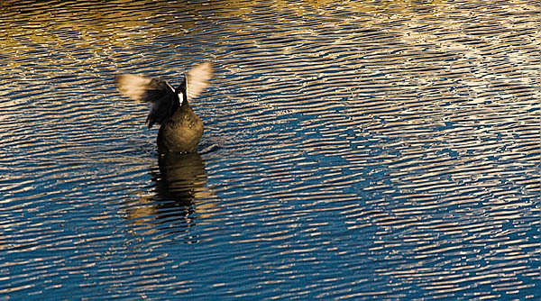 20051126_treasure_island_mg_5985