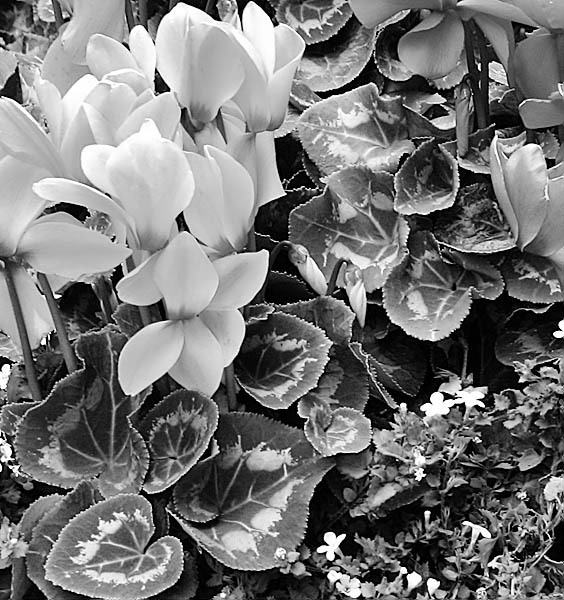 20051207_city_centerimg_0609