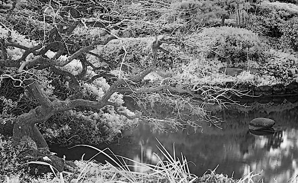 20051211_hakonecrw_5456