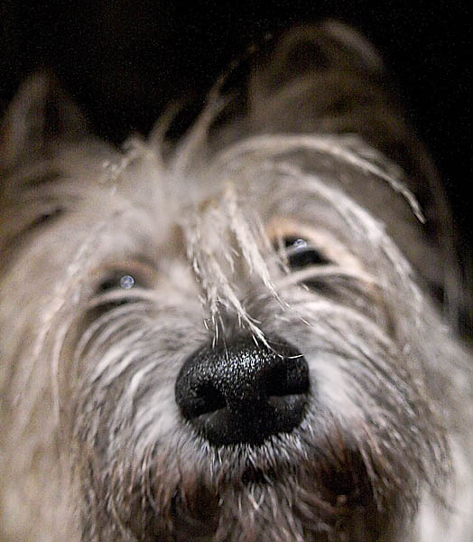 20051217_bocifus_mg_6139