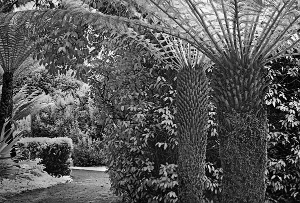 20051218_golden_gatecrw_5469