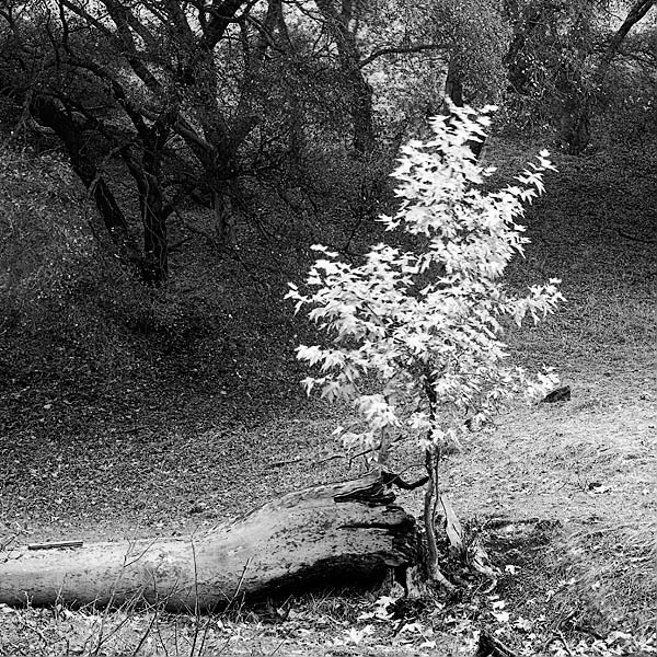 20051220_sunol_mg_6193p