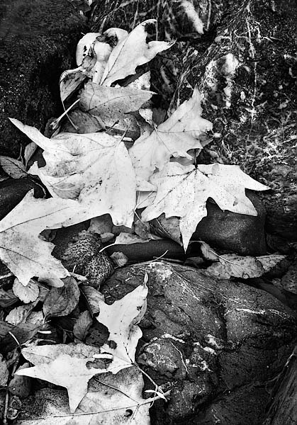 20051223_sunolcrw_5569