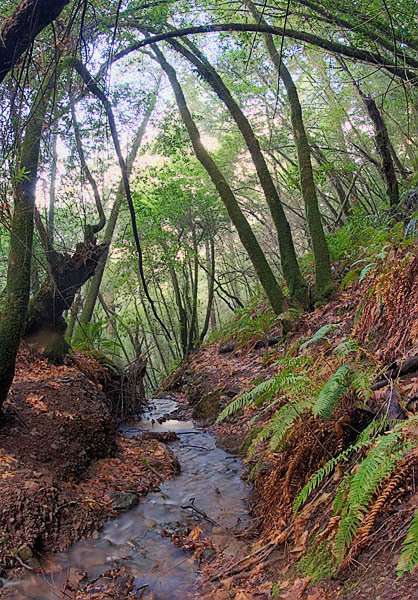 20051225_samuel_taylor_mg_6369