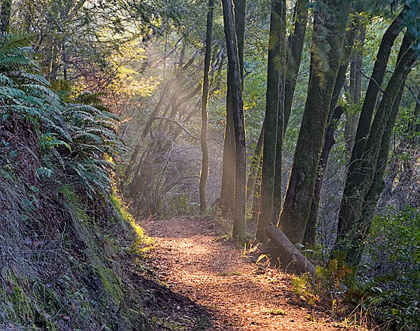 20051225_samuel_taylor_mg_6402