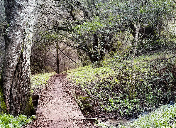 20051225_samuel_taylor_mg_6406