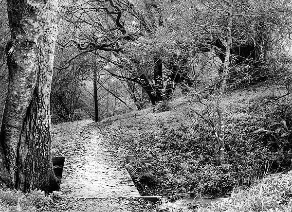 20051225_samuel_taylor_mg_6406bw