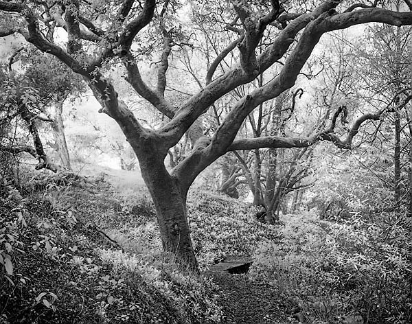 20051225_samuel_taylorcrw_5608p