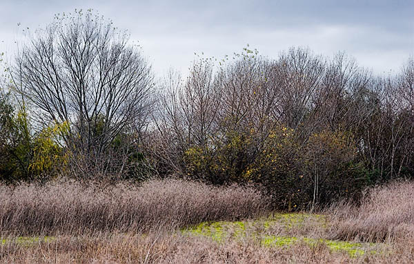 20051227_coyote_creek_mg_6455