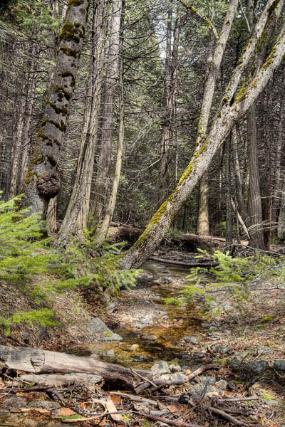 2006-04-21 Yosemite_MG_2150