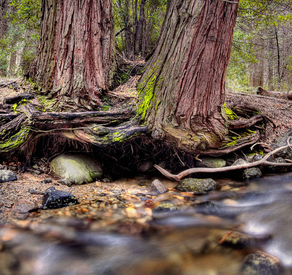 2006-04-21 Yosemite_MG_2172P