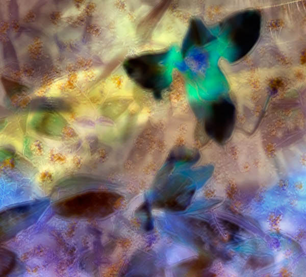 2006-05-05-Filoli_MG_3130C