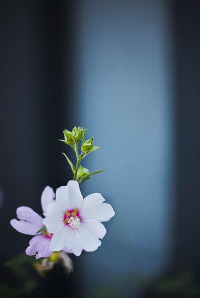 2006-07-20 Santana Row_MG_4617