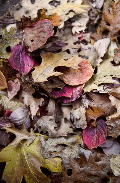 2006-10-28-Yosemite_6158