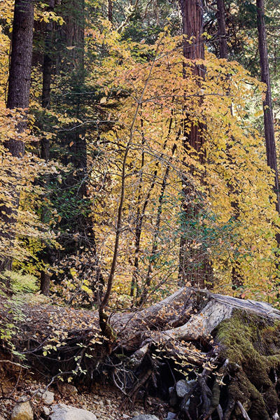 2006-10-28-Yosemite_MG_5903