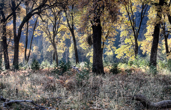 2006-10-29-Yosemite_MG_6163