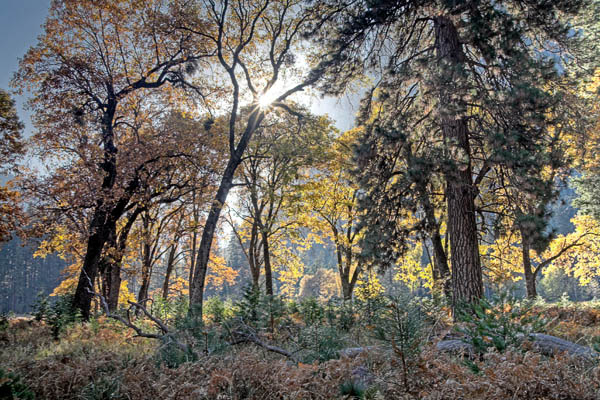 2006-10-29 Yosemite_MG_6168