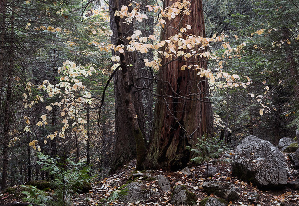 2006-10-29-Yosemite_MG_6276