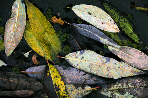 2006-11-25-Sunol-_MG_7313