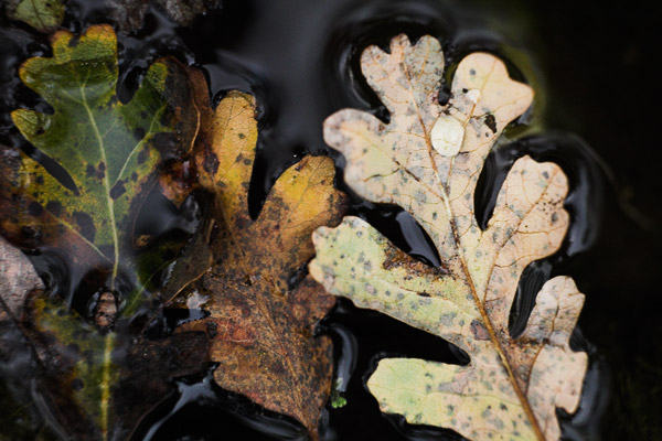 2006-11-25-Sunol-_MG_7336