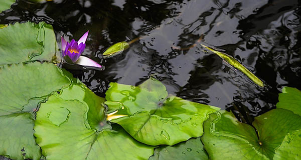 20060102_conservatory_of_flowers_mg_6470