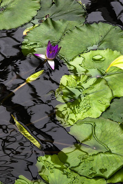 20060102_conservatory_of_flowers_mg_6473