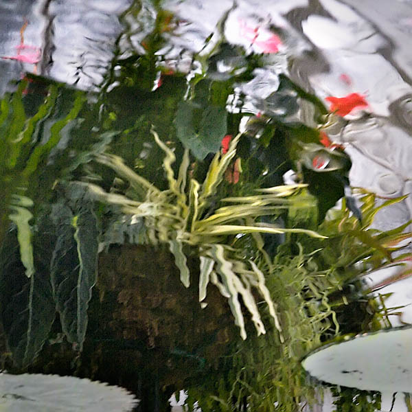 20060102_conservatory_of_flowers_mg_6480 20060102_conservatory_of_flowers_mg_6480