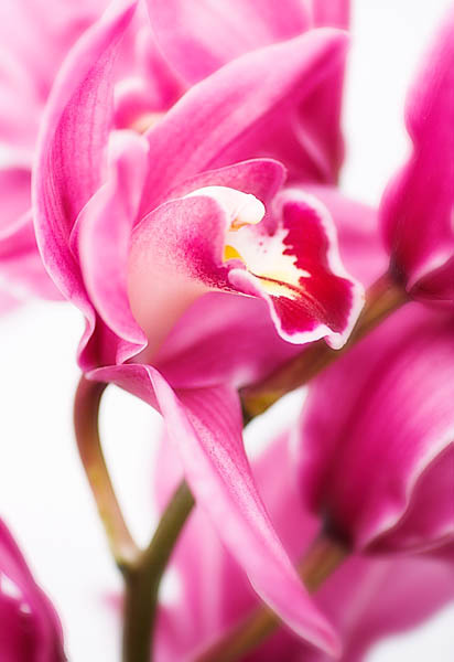 20060102_conservatory_of_flowers_mg_6508