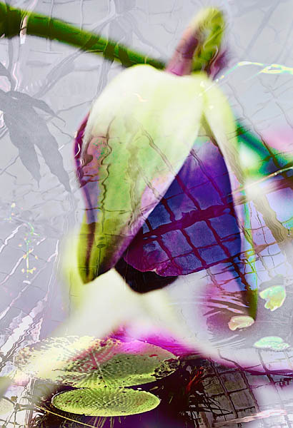 20060102_conservatory_of_flowers_mg_6518