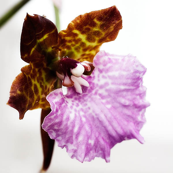 20060102_conservatory_of_flowers_mg_6534