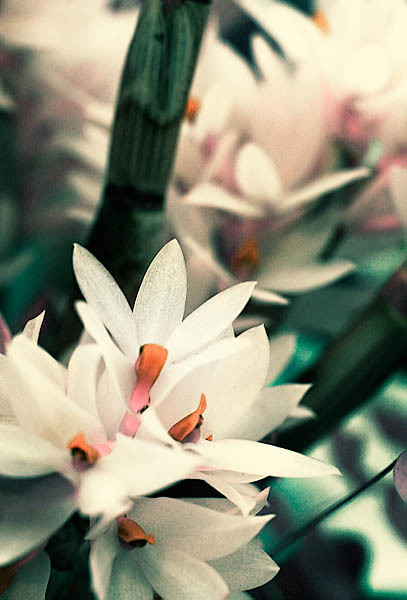 20060102_conservatory_of_flowers_mg_6539