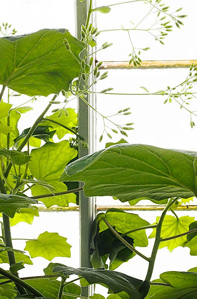 20060107_conservatory_of_flowers_mg_6624