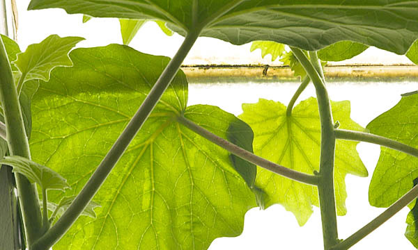 20060107_conservatory_of_flowers_mg_6636