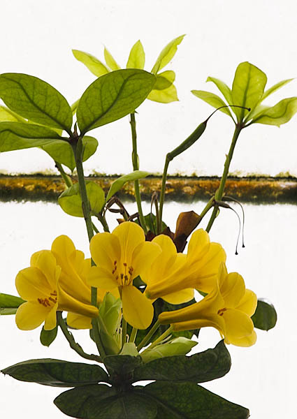 20060107_conservatory_of_flowers_mg_6639