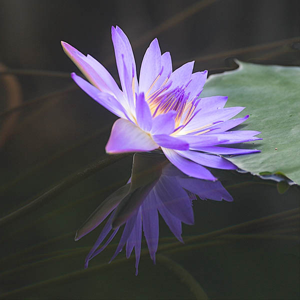 20060107_conservatory_of_flowers_mg_6669