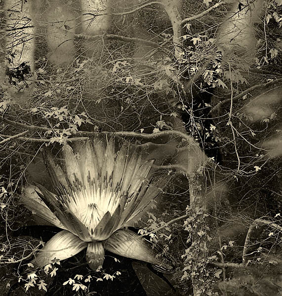 20060107_conservatory_of_flowers_mg_6671