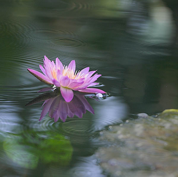 20060107_conservatory_of_flowers_mg_6674