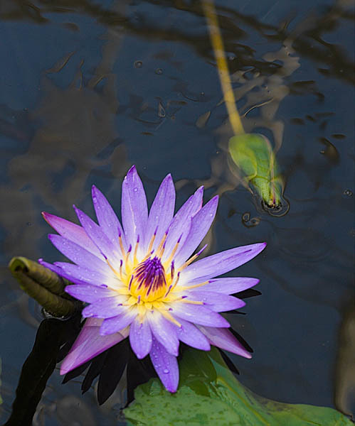 20060107_conservatory_of_flowers_mg_6680