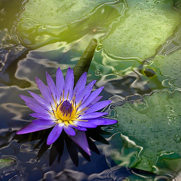 20060107_conservatory_of_flowers_mg_6684