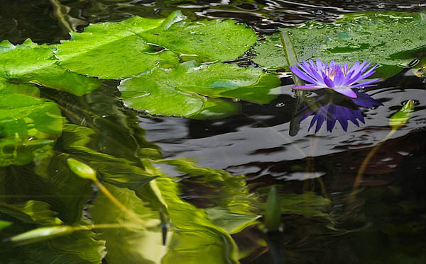 20060107_conservatory_of_flowers_mg_6690