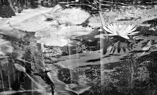 20060107_conservatory_of_flowers_mg_6690_1 20060107_conservatory_of_flowers_mg_6690_1