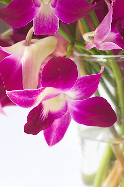 20060107_conservatory_of_flowers_mg_6751 20060107_conservatory_of_flowers_mg_6751