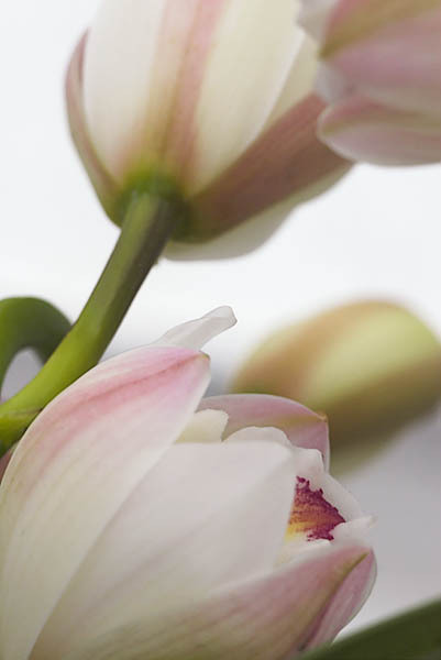 20060107_conservatory_of_flowers_mg_6770