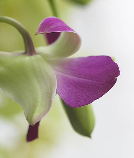 20060107_conservatory_of_flowers_mg_6802