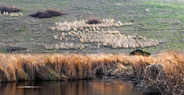 20060111_coyote_hills_mg_6987p