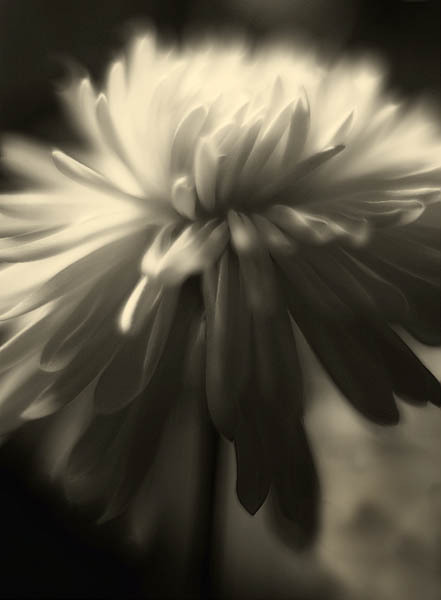 20060113_home_mg_7089c